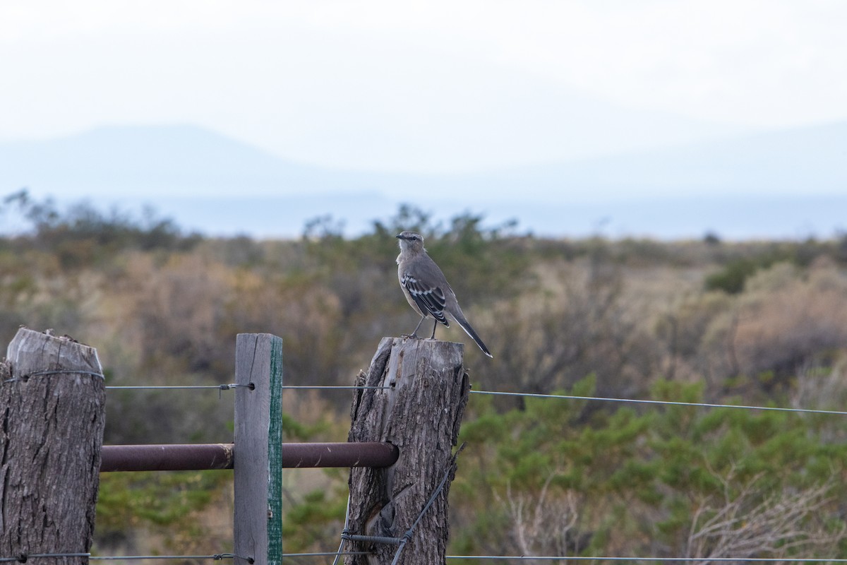 Patagonian Mockingbird - ML632935942