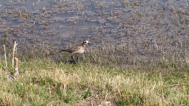 American Golden-Plover - ML632936021