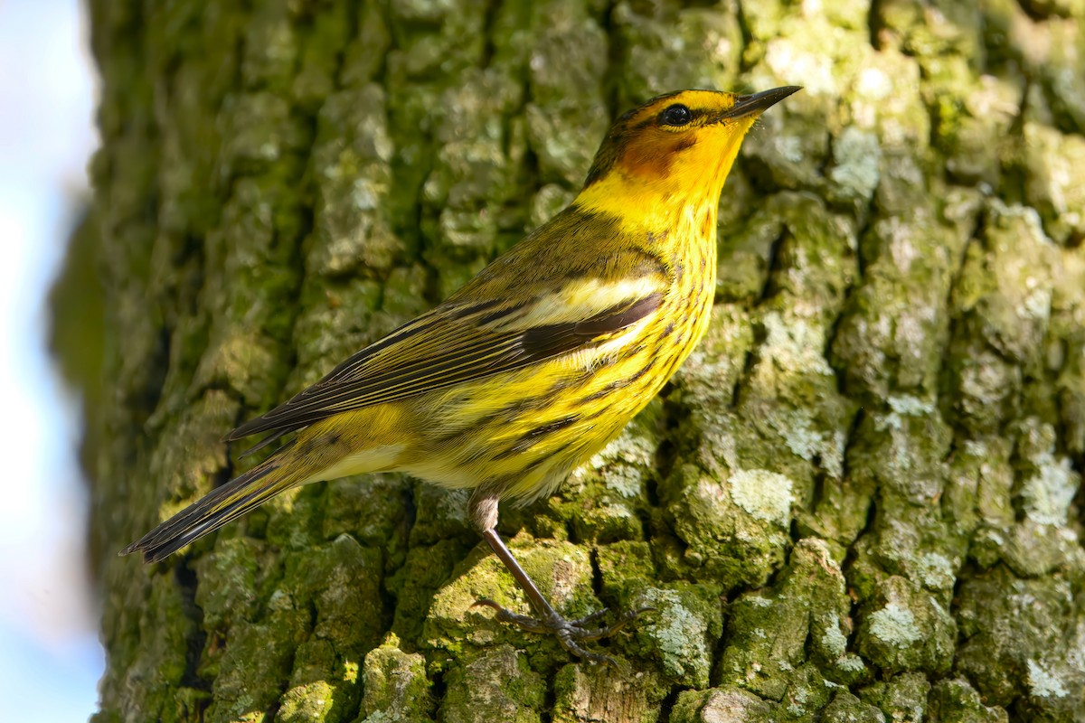 Cape May Warbler - ML632936122