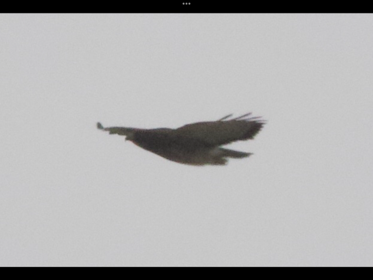 Buteo sp. - ML632936150