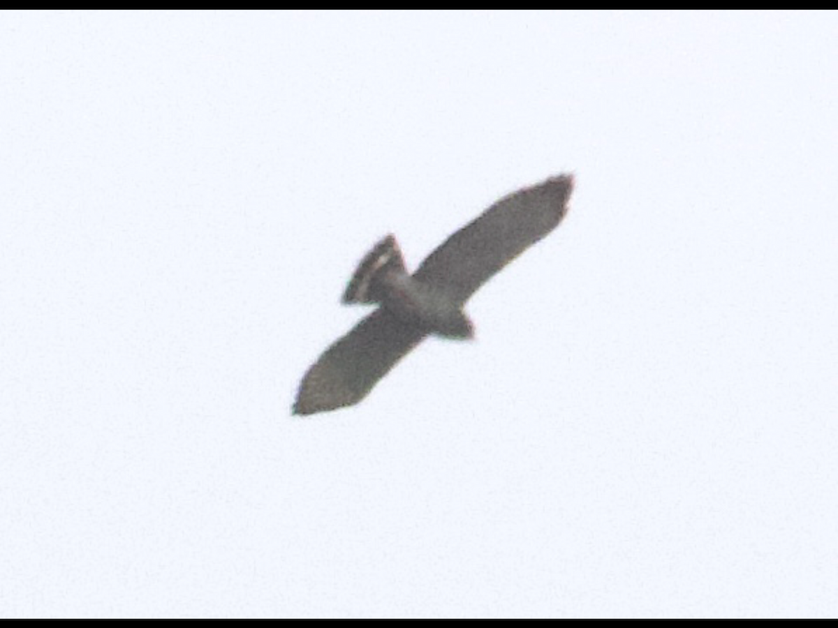 Buteo sp. - ML632936217