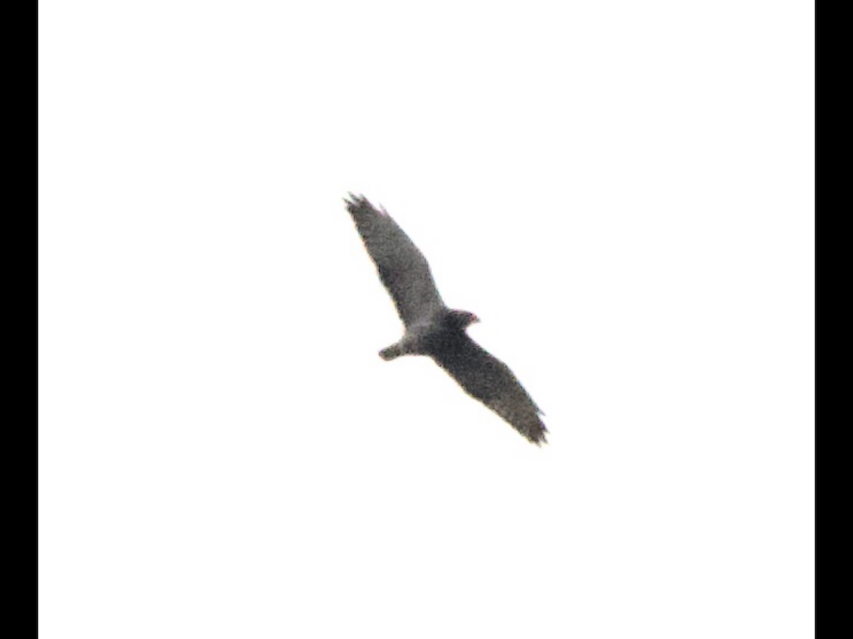 Buteo sp. - ML632936218