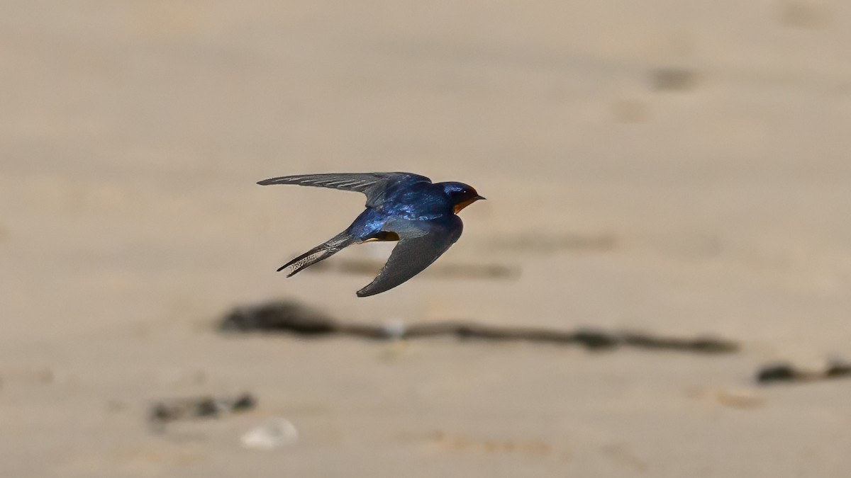 Barn Swallow - ML632936251