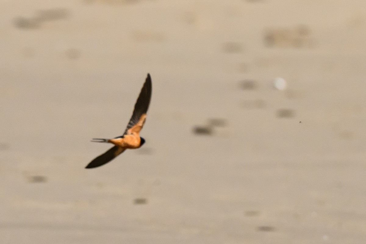 Barn Swallow - ML632936252