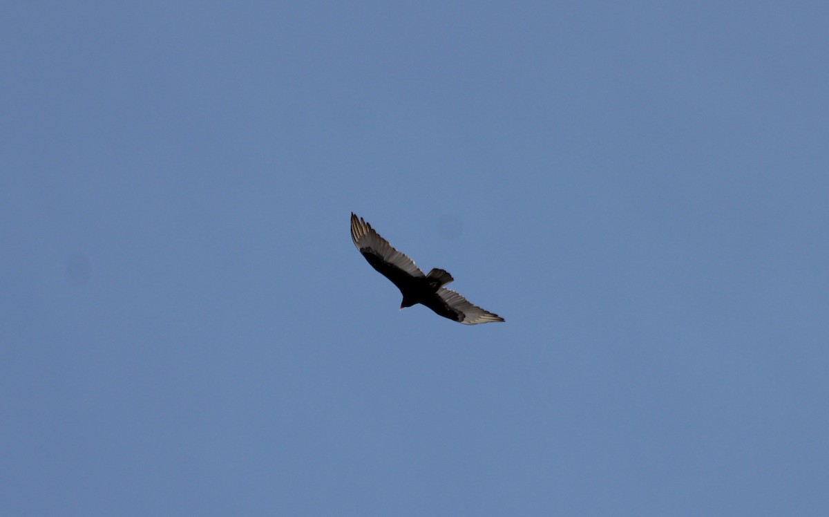 Turkey Vulture - ML632936322