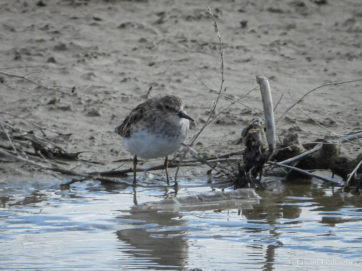 Least Sandpiper - ML632936329