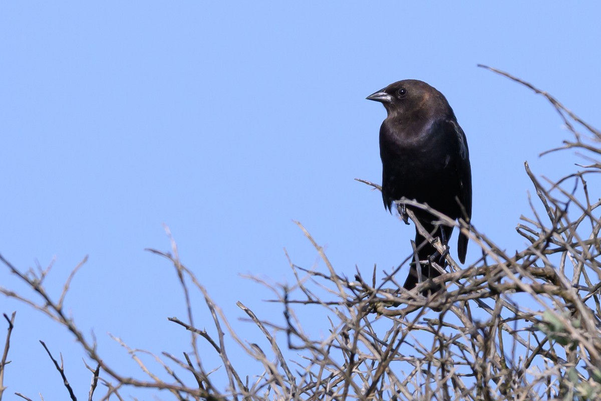 Brown-headed Cowbird - ML632936410