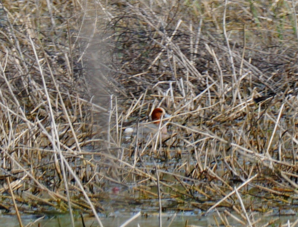 Eurasian Wigeon - ML632936509