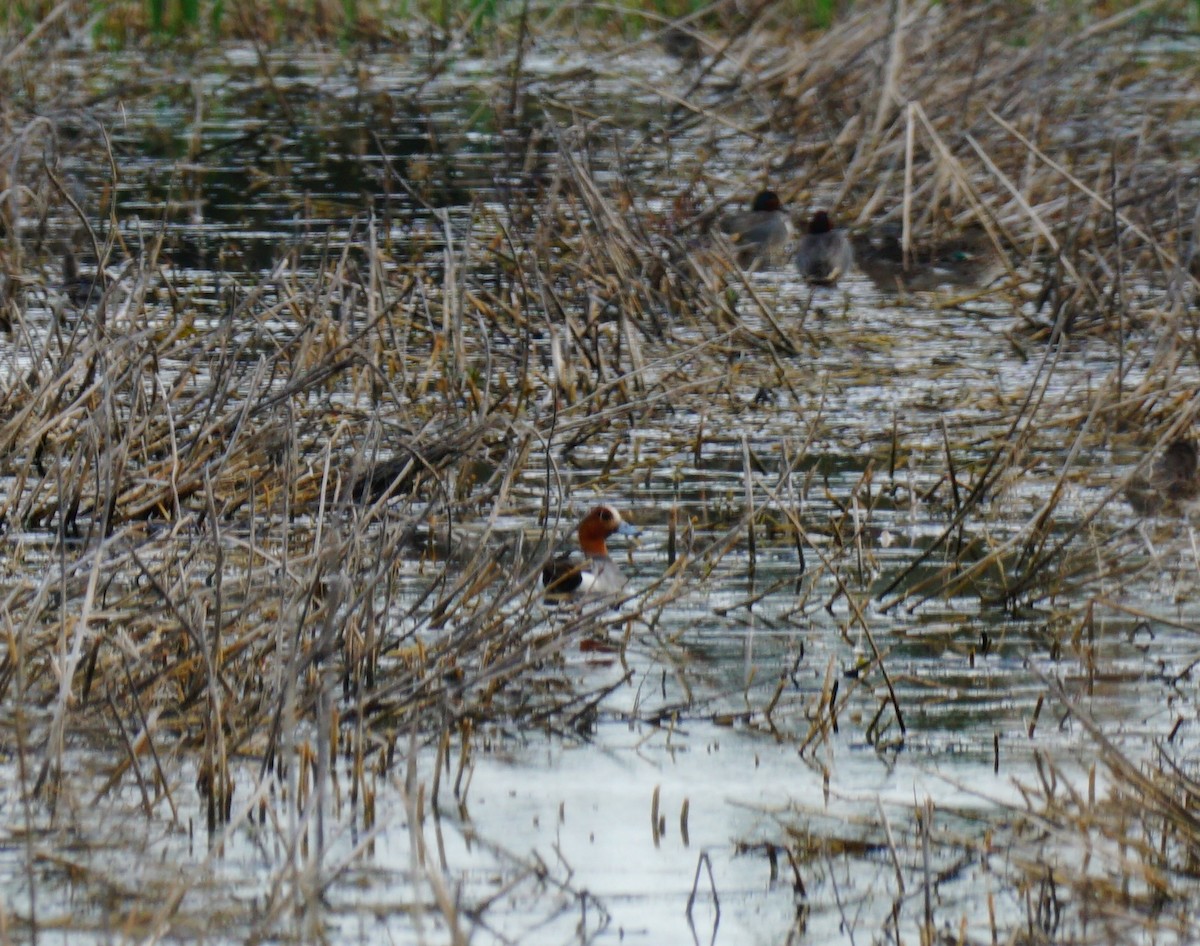 Eurasian Wigeon - ML632936511