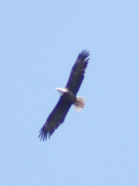 Bald Eagle - ML632936636
