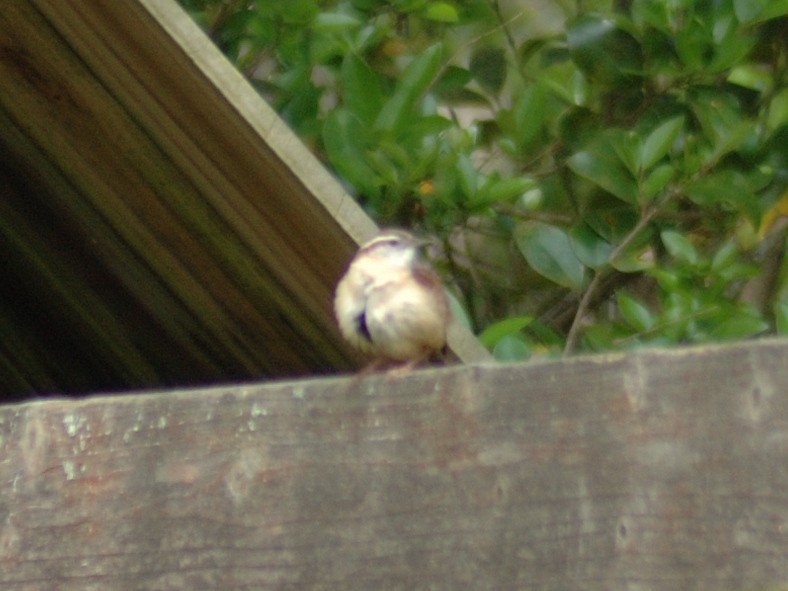 Carolina Wren - ML632936649