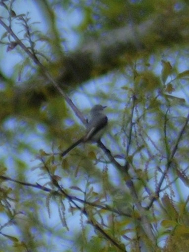 Blue-gray Gnatcatcher - ML632936657