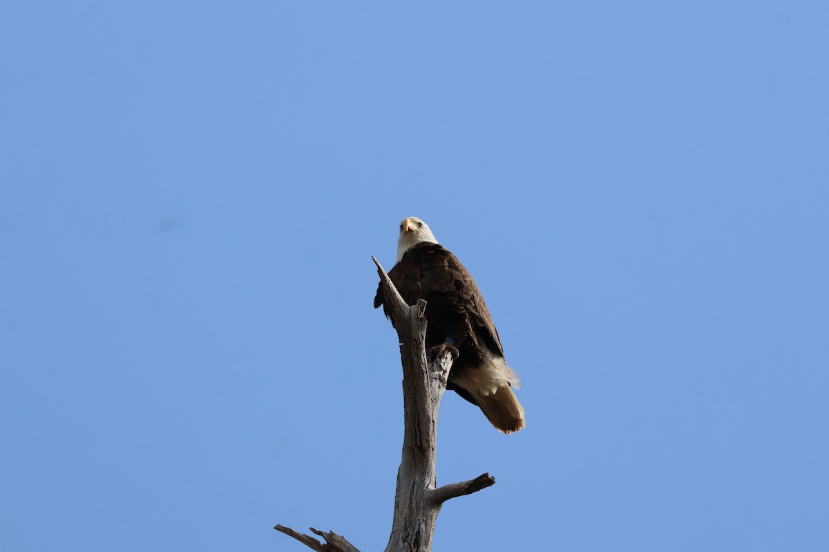 Bald Eagle - ML632936690