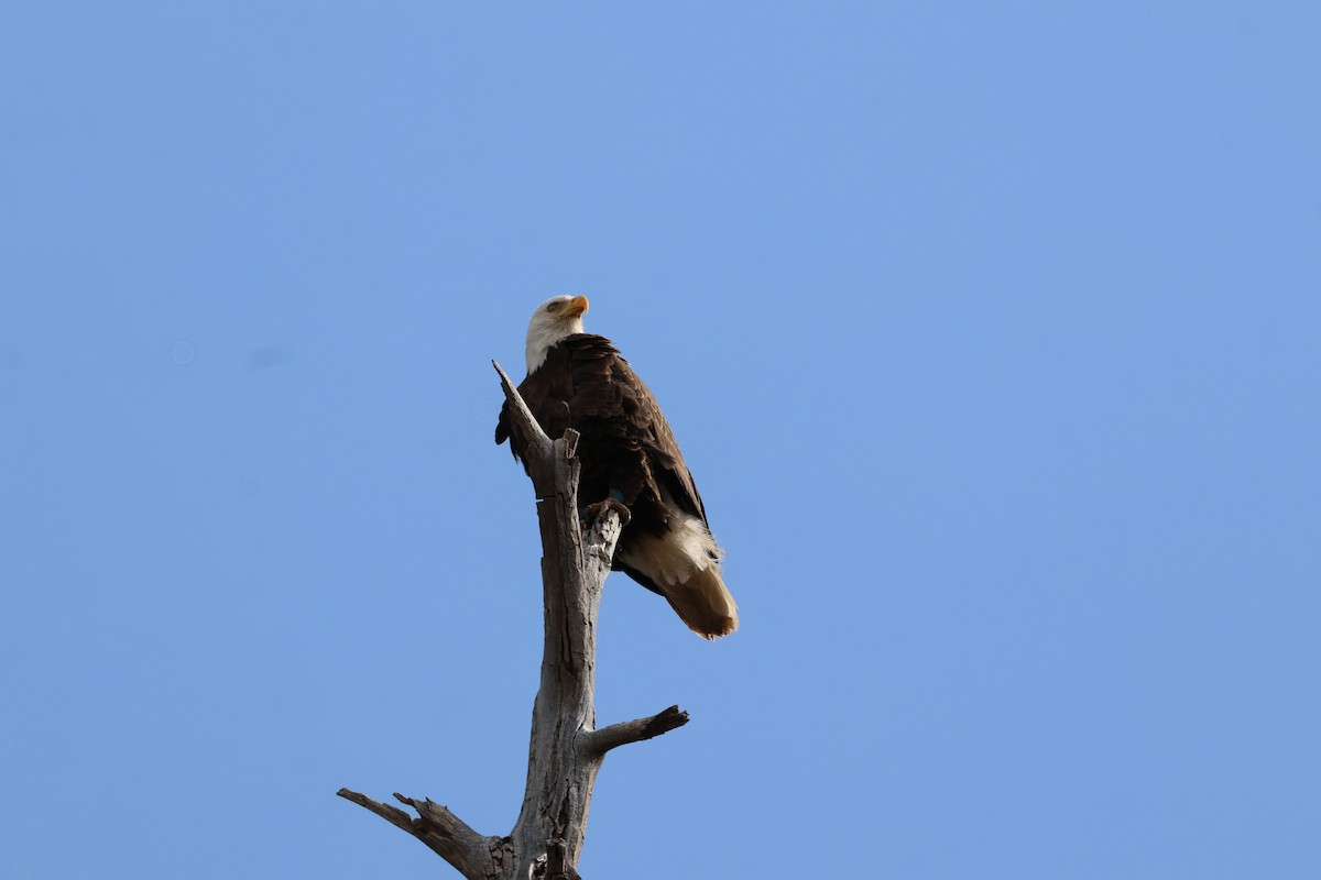 Bald Eagle - ML632936691