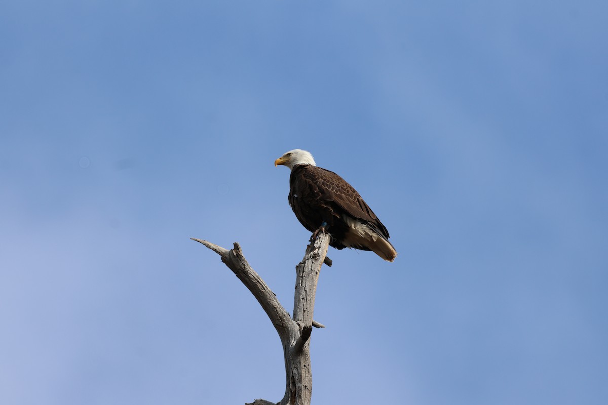 Bald Eagle - ML632936692