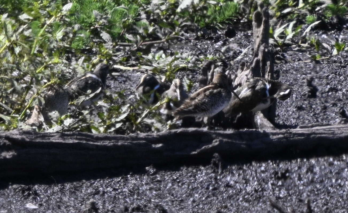 Australian Painted-Snipe - ML632936740