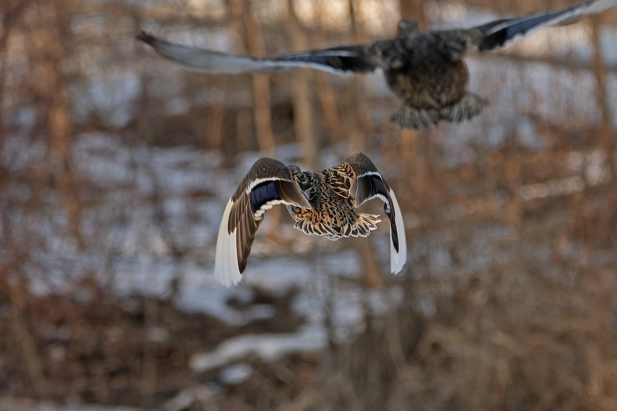 Mallard - ML632936811