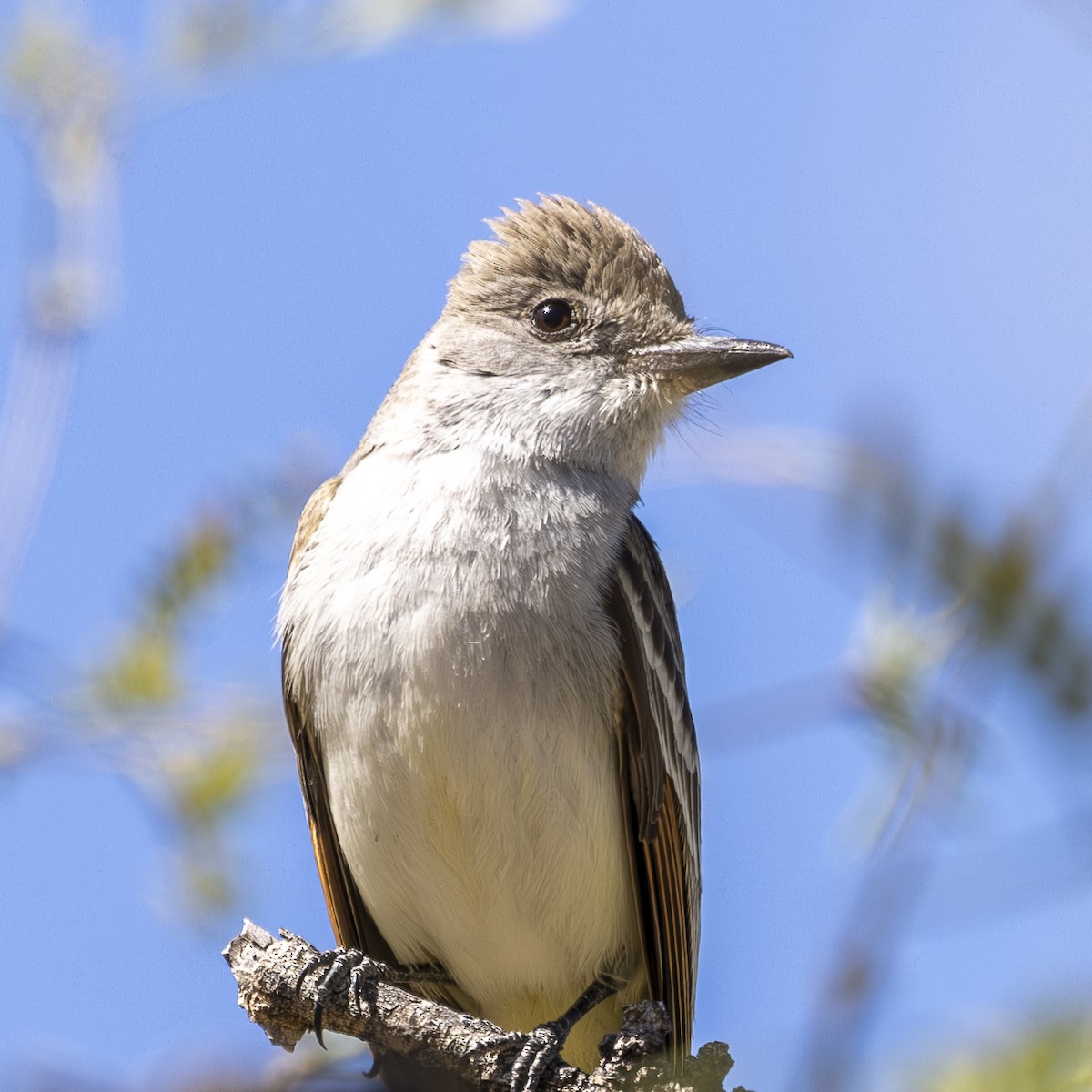 Ash-throated Flycatcher - ML632936828