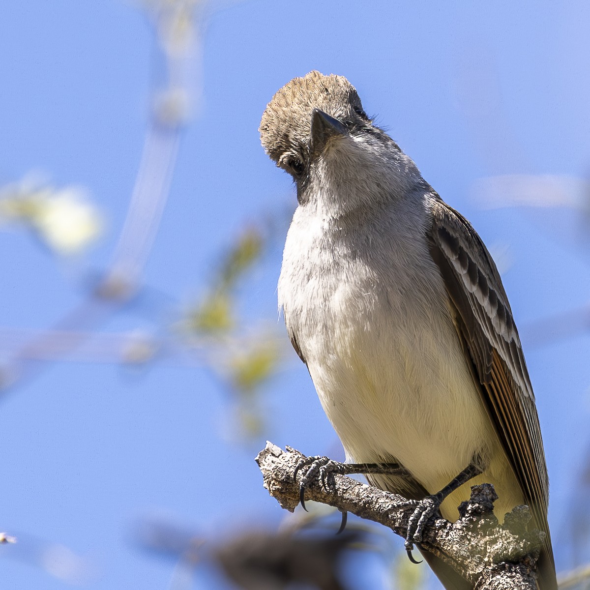 Ash-throated Flycatcher - ML632936829