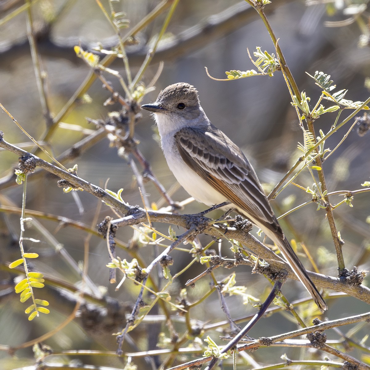 Ash-throated Flycatcher - ML632936830