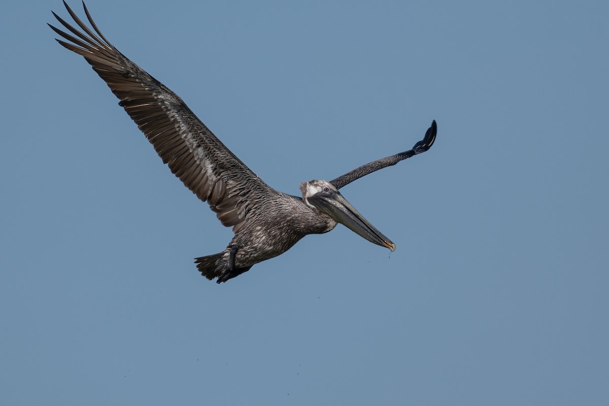 Brown Pelican - ML632936835