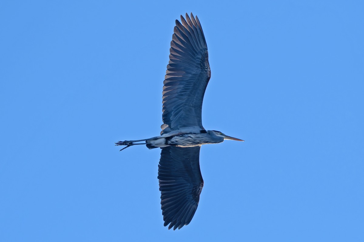 Great Blue Heron - ML632936845