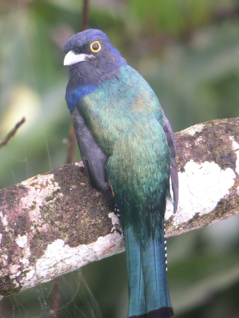 amazontrogon - ML632936943