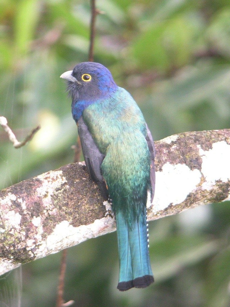 amazontrogon - ML632936945