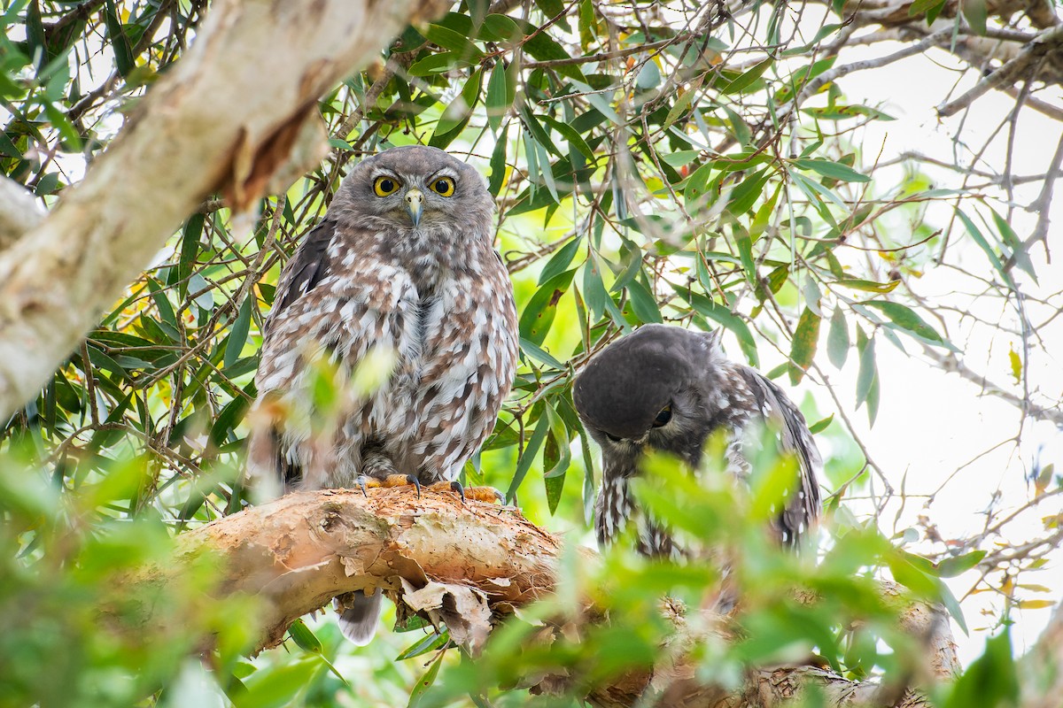 Barking Owl - ML632936989