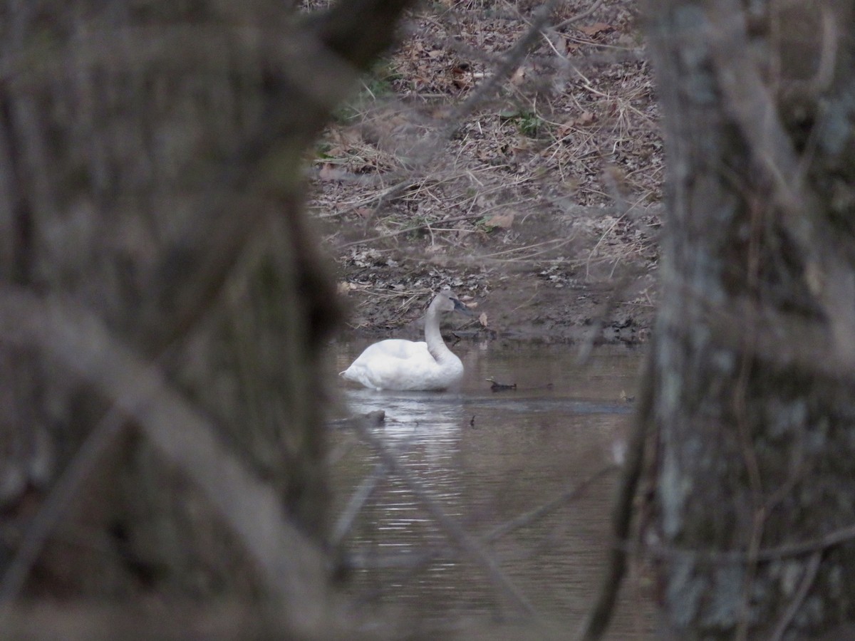 Trumpeter Swan - ML632937028