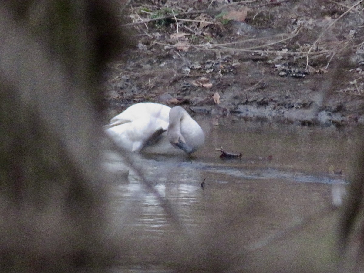 Trumpeter Swan - ML632937029