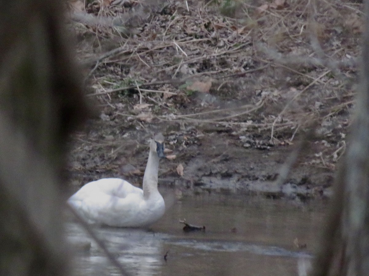 Trumpeter Swan - ML632937030