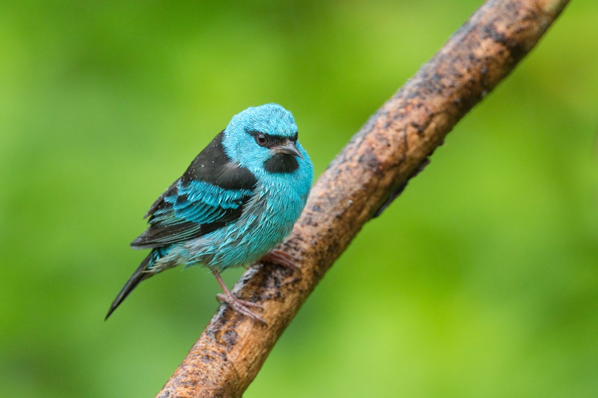Blaukopfpitpit - ML632937036