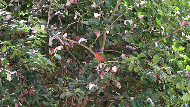 Painted Bunting - ML632937220