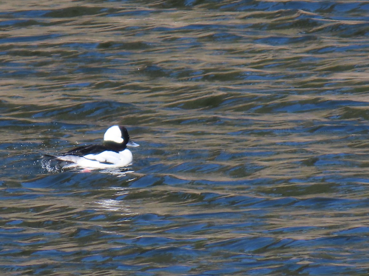 Bufflehead - ML632937258