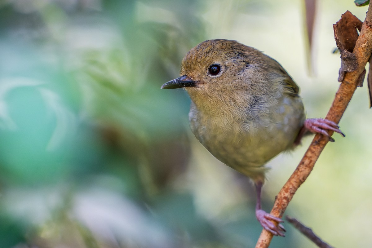 Large-billed Scrubwren - ML632937315