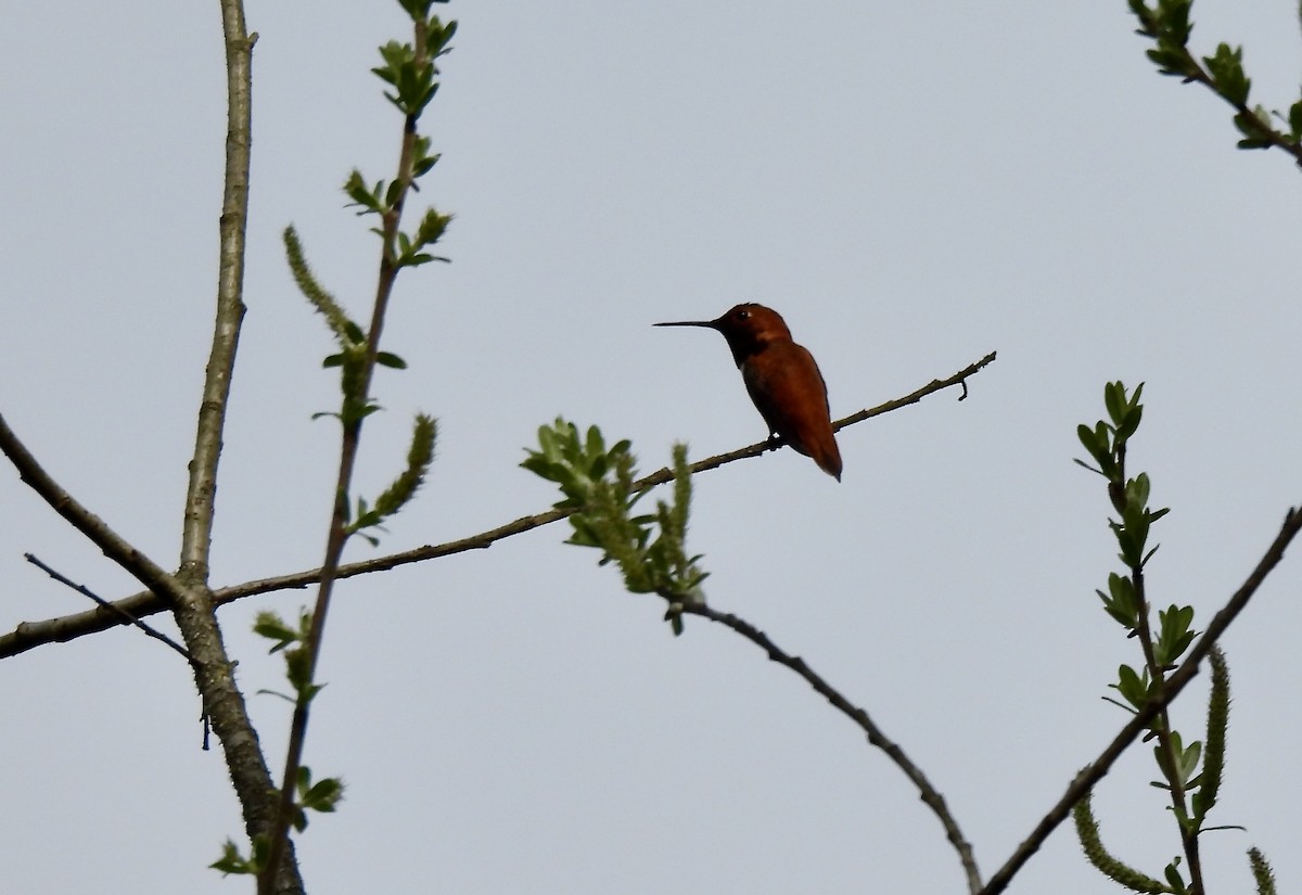 Rufous Hummingbird - ML632937437