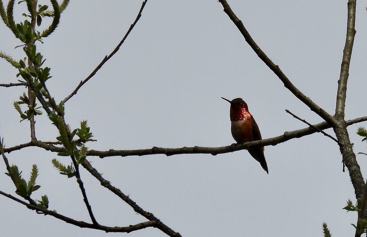 Rufous Hummingbird - ML632937442