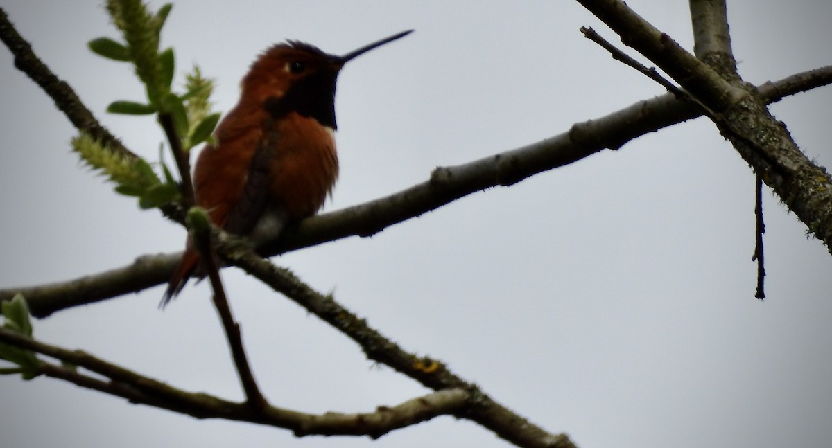 Rufous Hummingbird - ML632937486