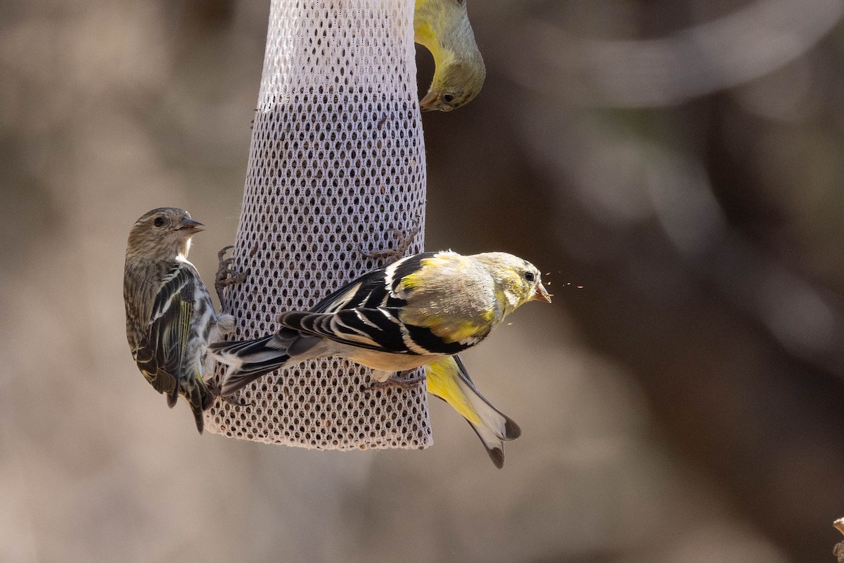 gulstillits - ML632937492