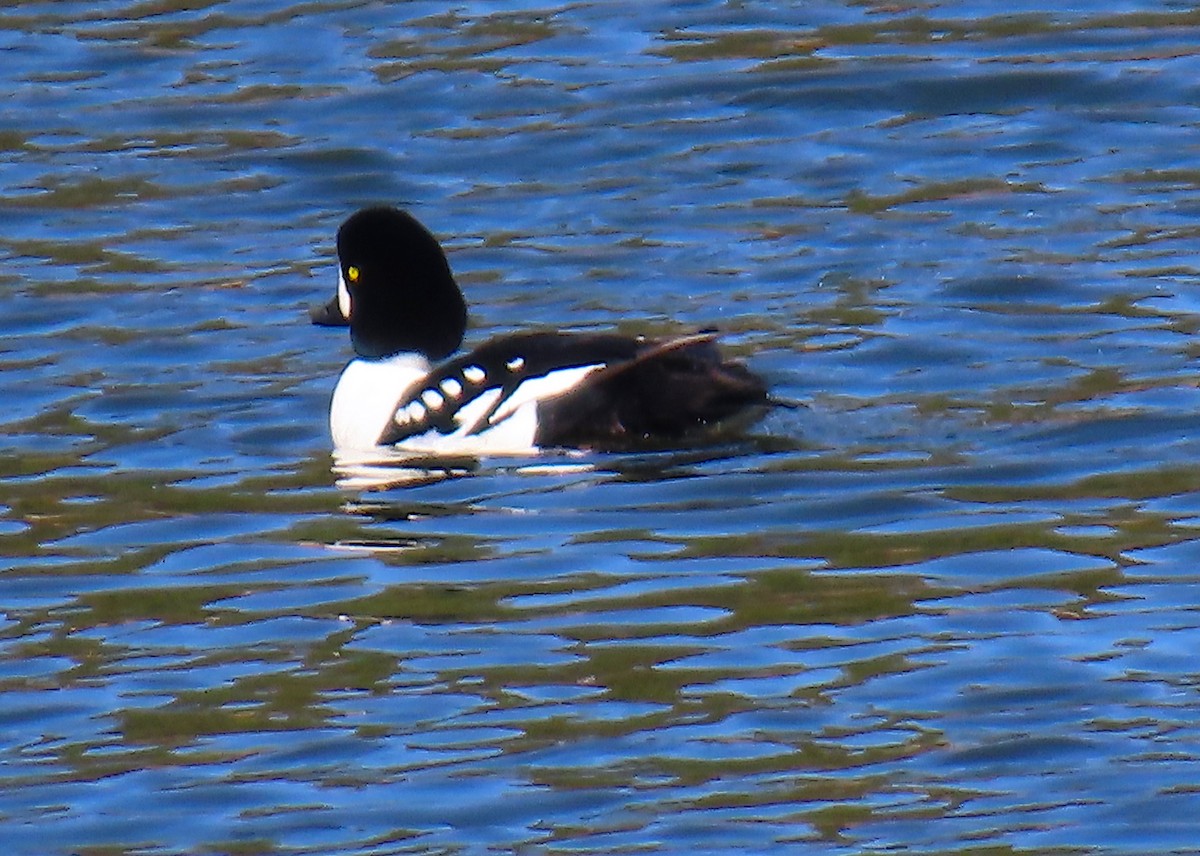 Barrow's Goldeneye - ML632937516