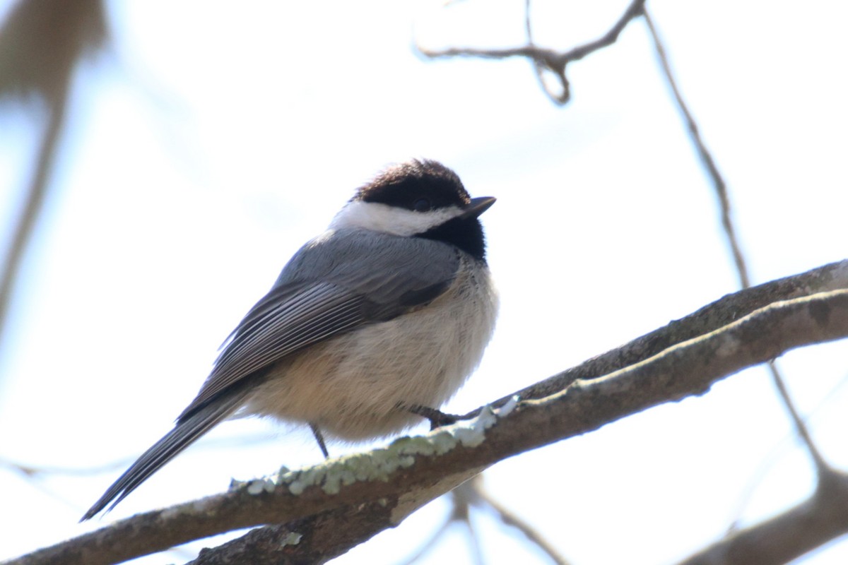 Mésange de Caroline - ML632937600