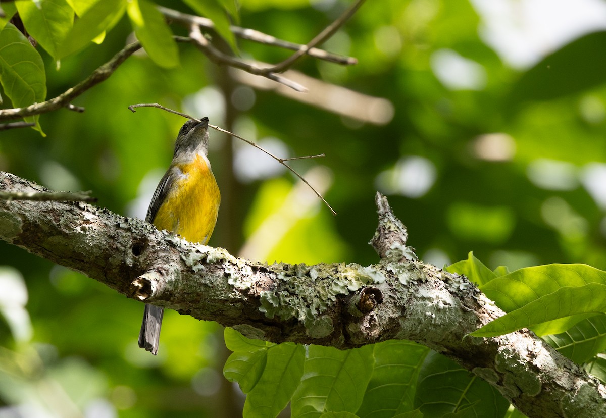 Jamaican Spindalis - Nick Ramsey