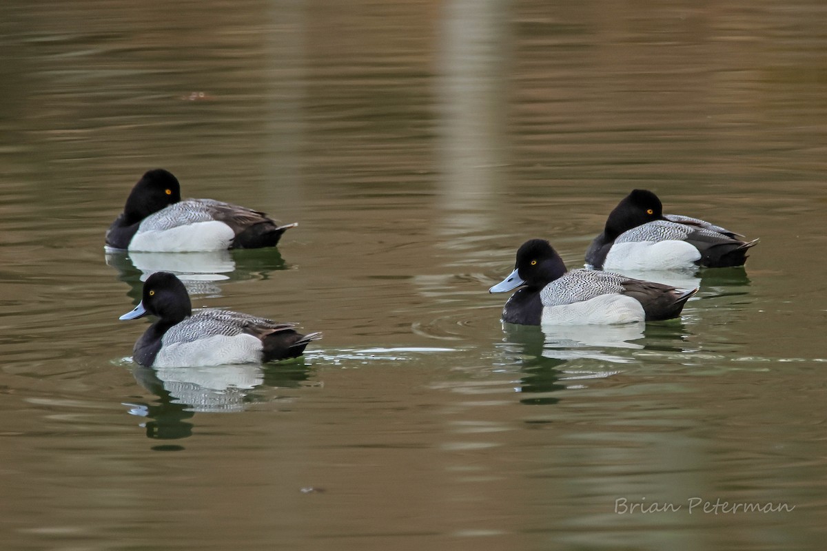 Lesser Scaup - ML632938204