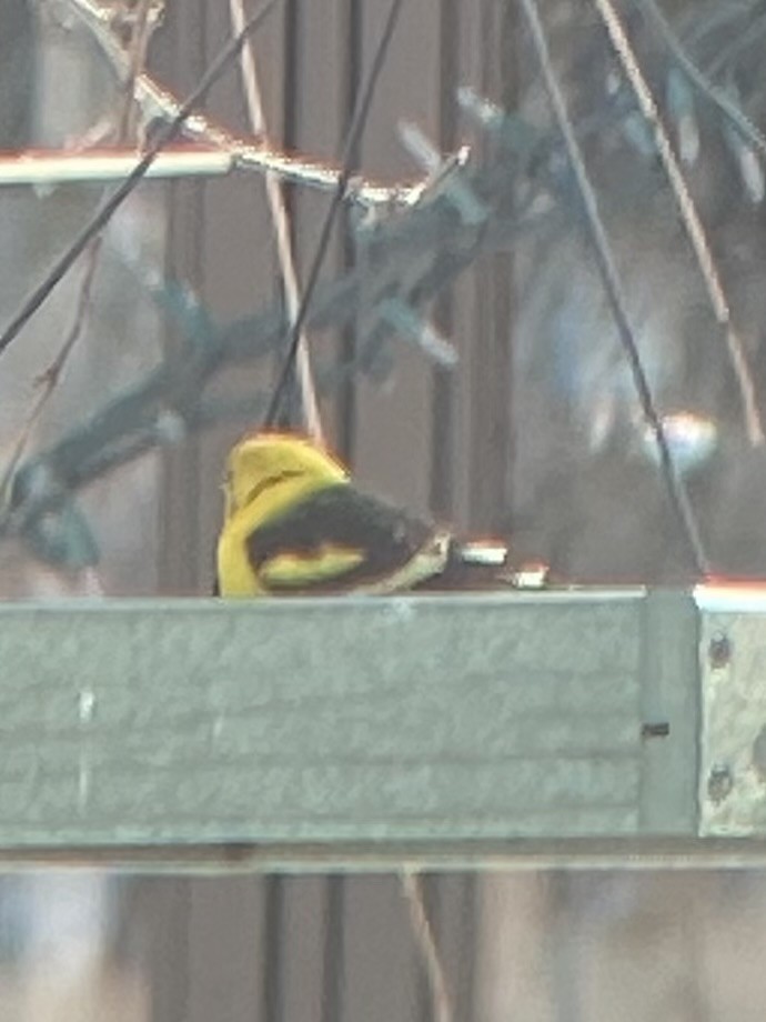 Western Tanager - ML632938214