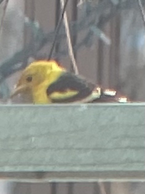 Western Tanager - ML632938215