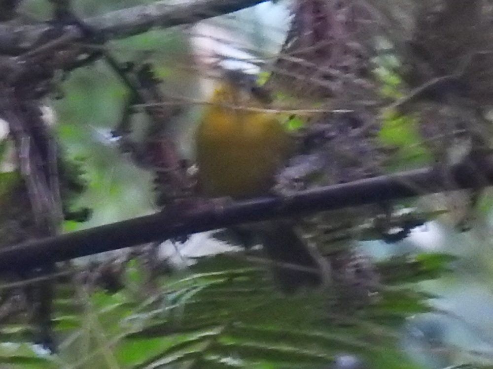 Gray-capped Hemispingus - ML632938285