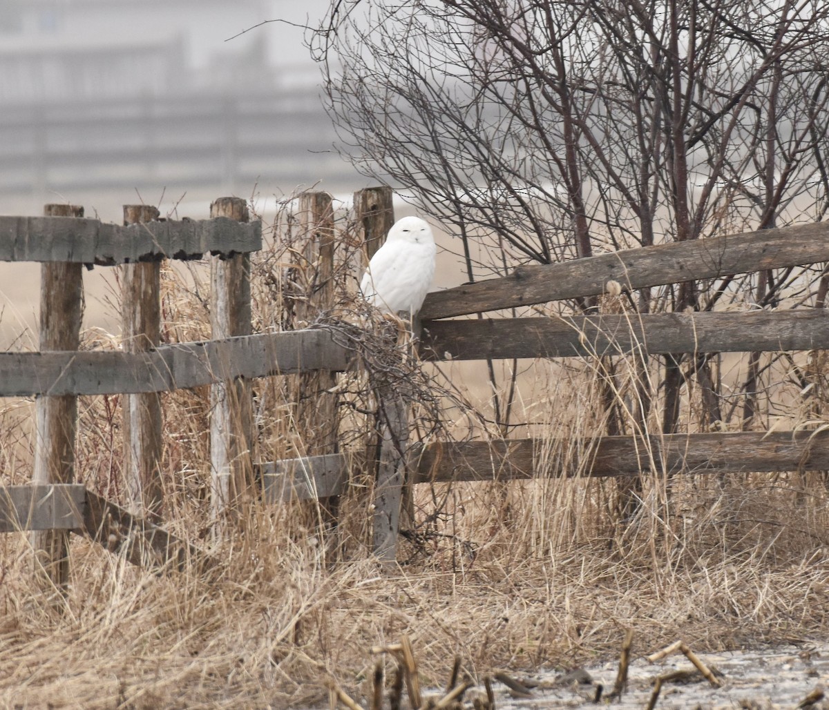 Белая сова - ML632938303