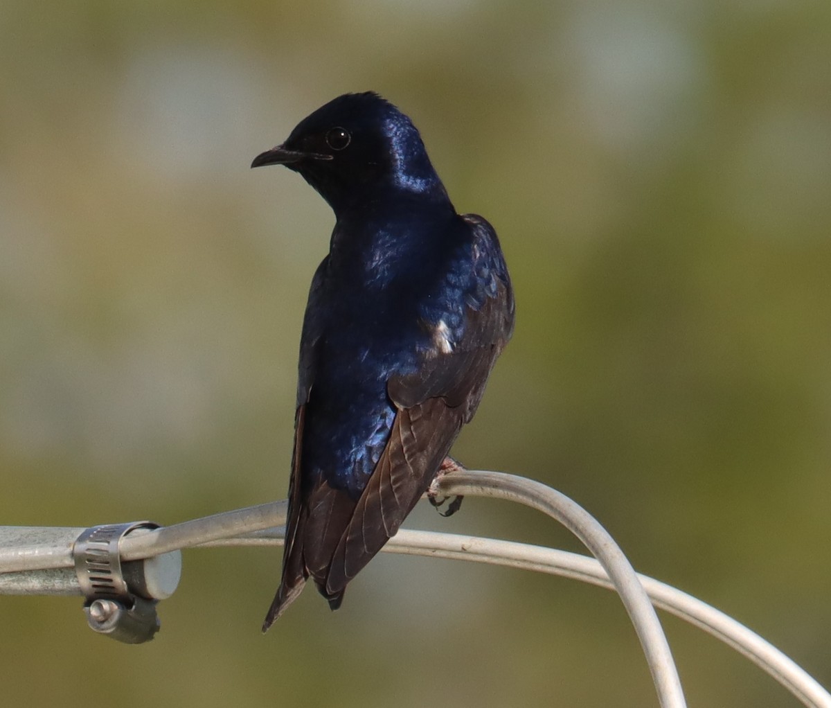 Purple Martin - ML632938466