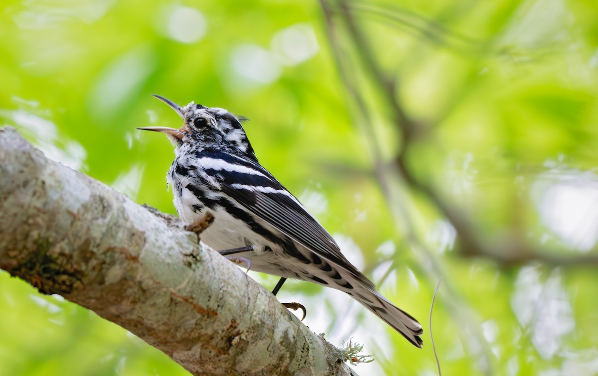 Black-and-white Warbler - Karen 🦉 Szafrajda
